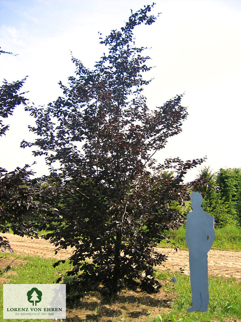 Fagus sylvatica 'Riversii'