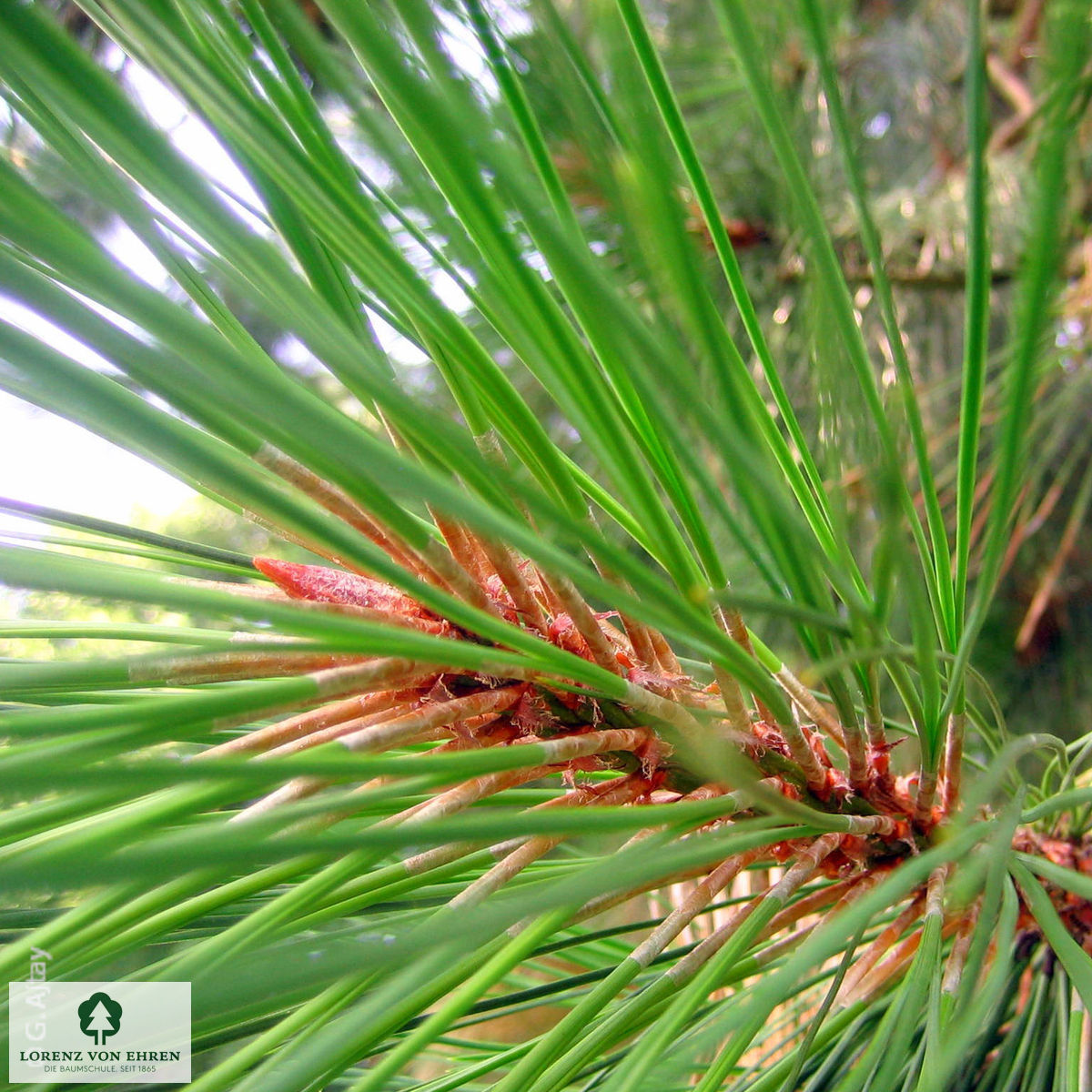 Pinus ponderosa