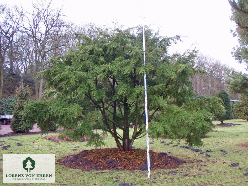 Tsuga diversifolia