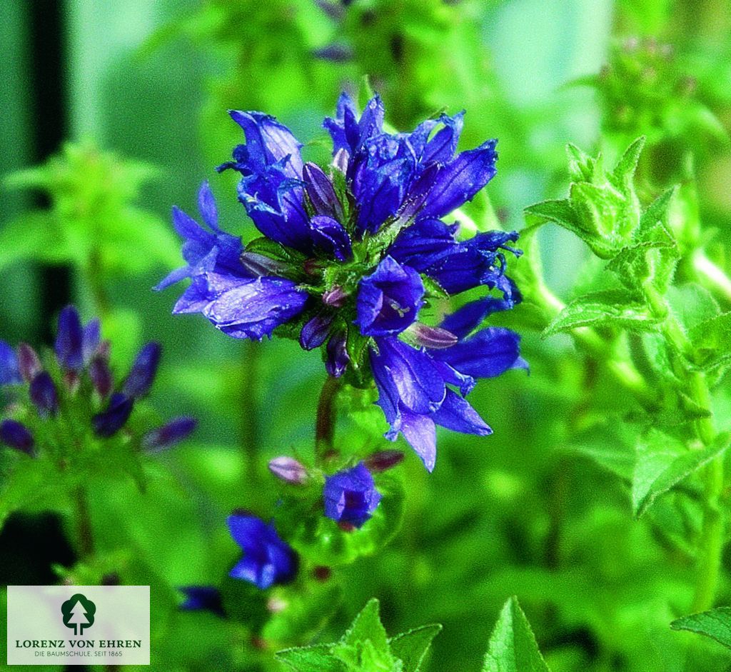 Campanula glomerata 'Speciosa'