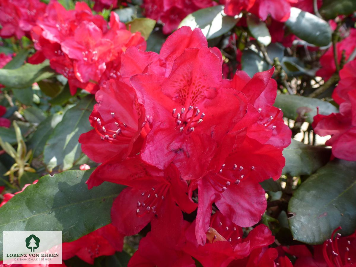 Rhododendron Hybride 'Hachmanns Feuerschein'