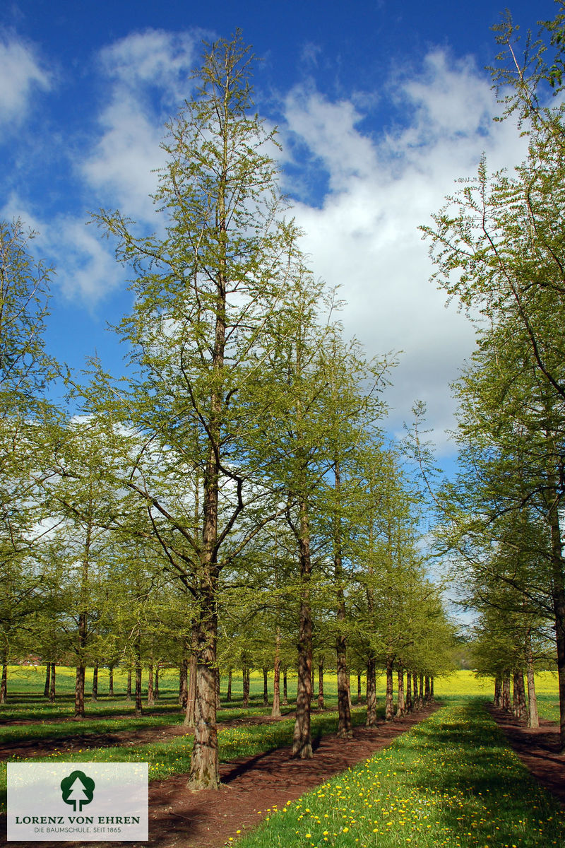 Metasequoia glyptostroboides