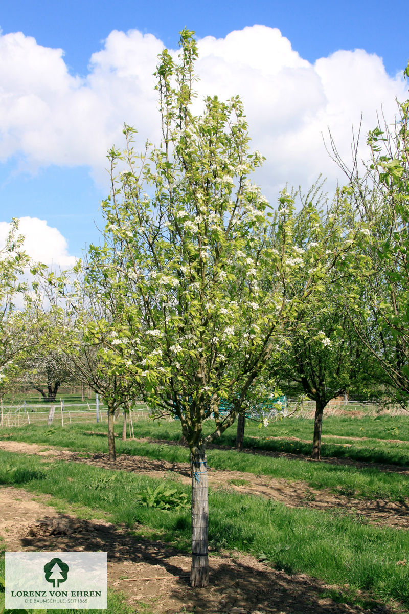 Pyrus communis 'Williams Christ'