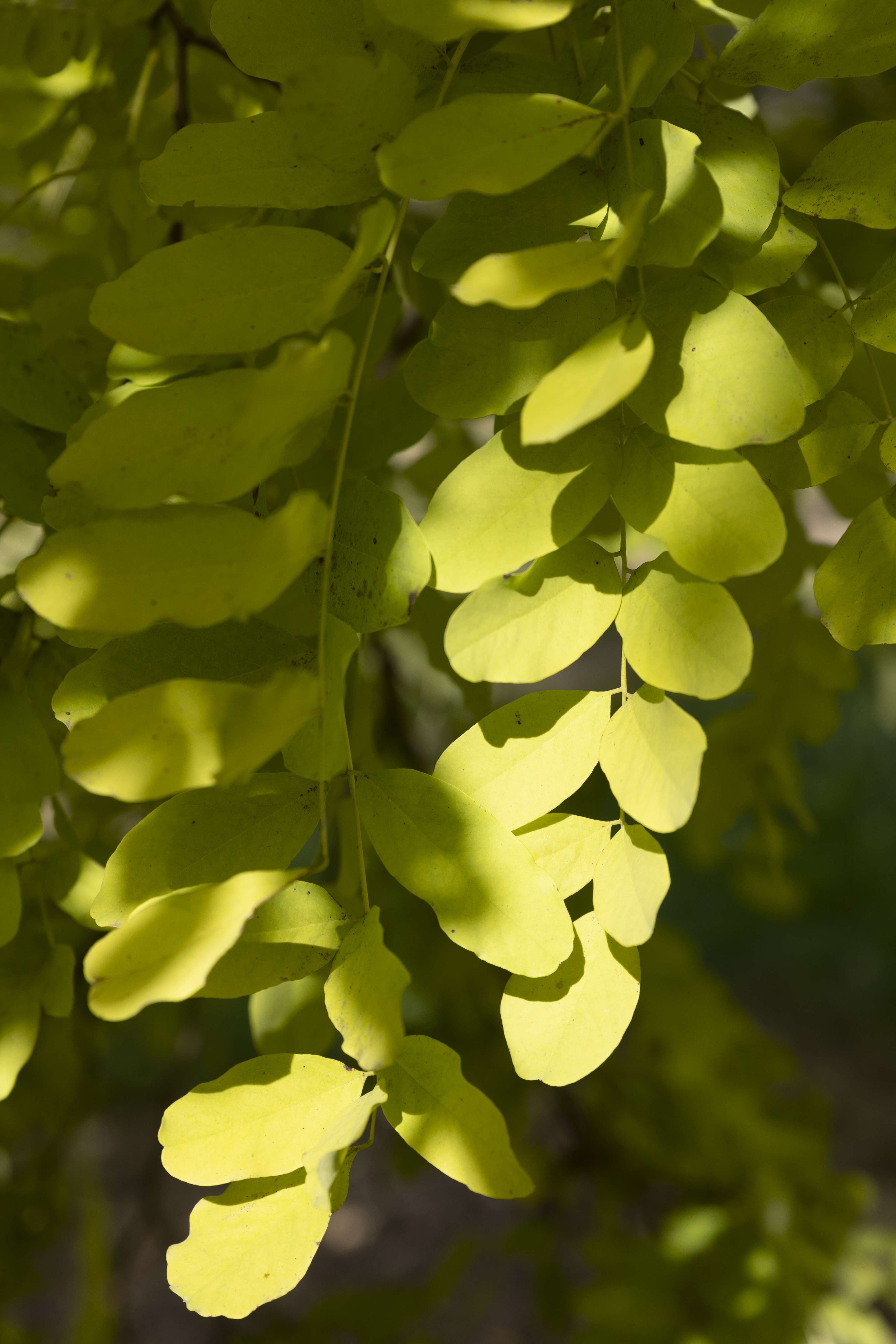 Robinia pseudoacacia 'Frisia' Unikat