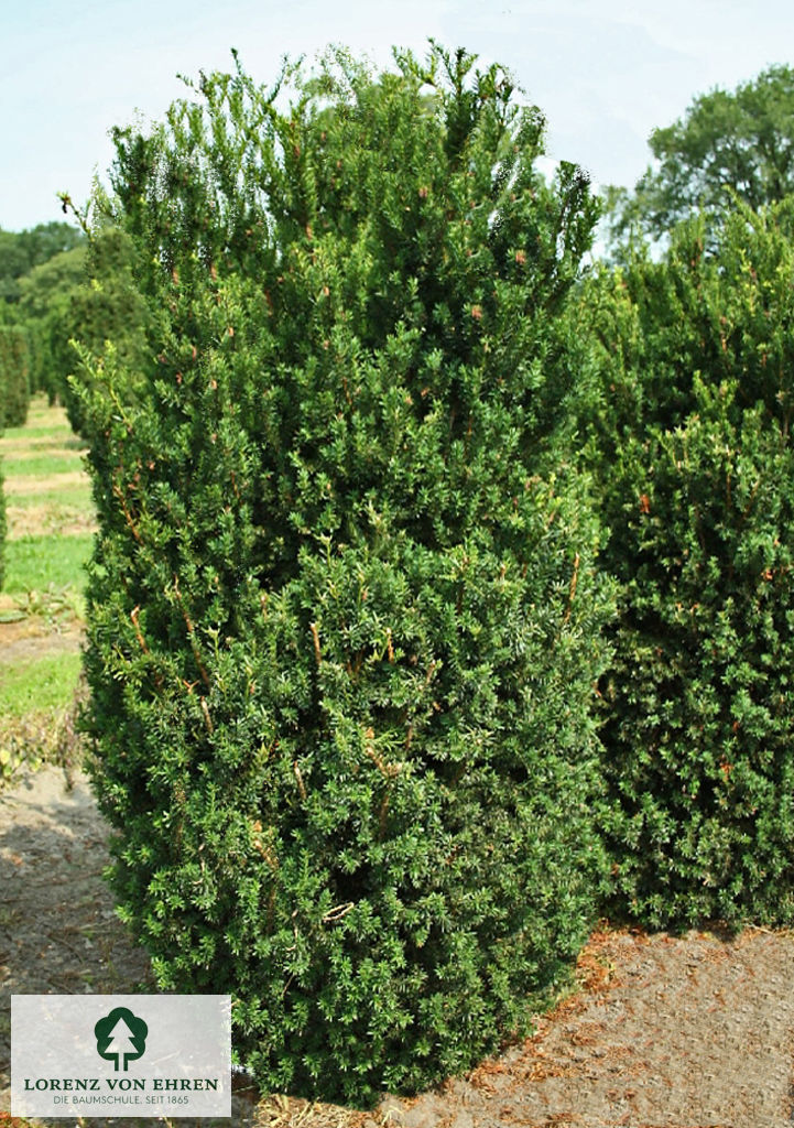 Taxus media 'Hillii'