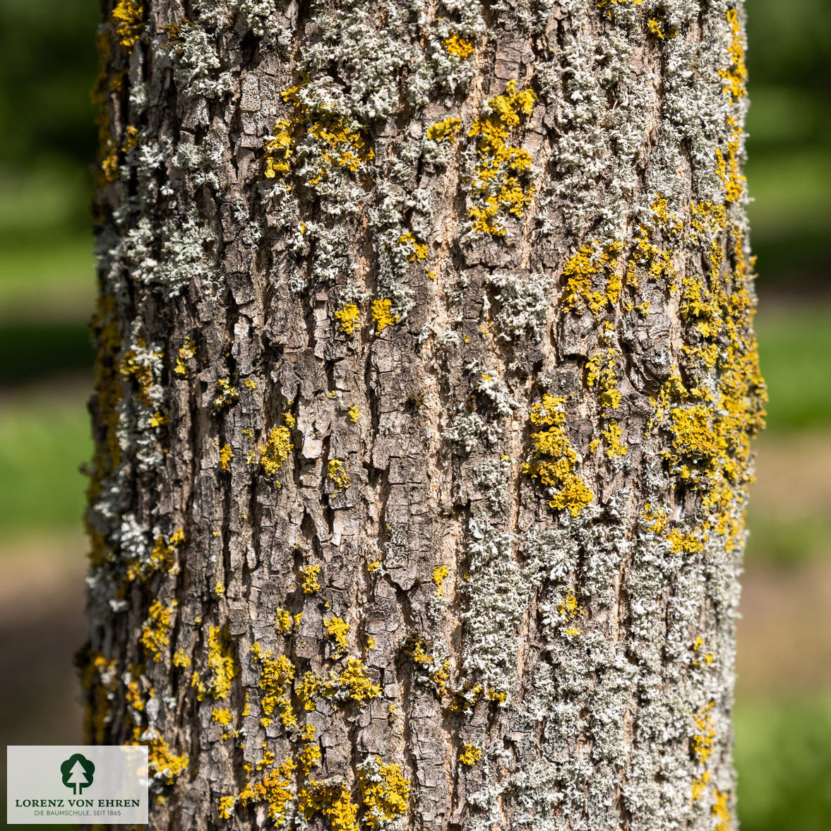 Fraxinus pennsylvanica 'Zundert'