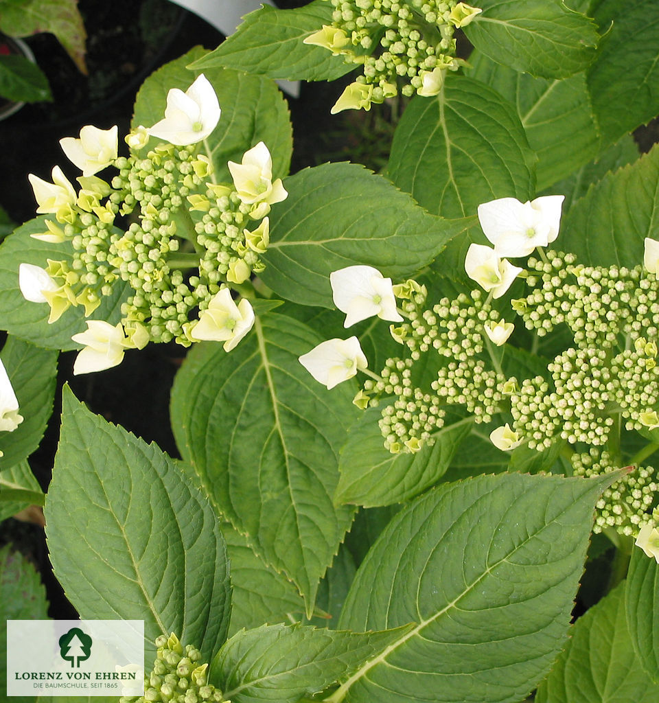 Hydrangea macrophylla 'Lanarth White'