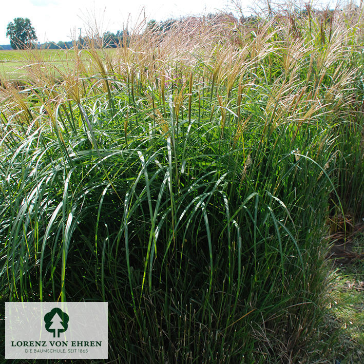 Miscanthus sinensis 'Yaku Jima'