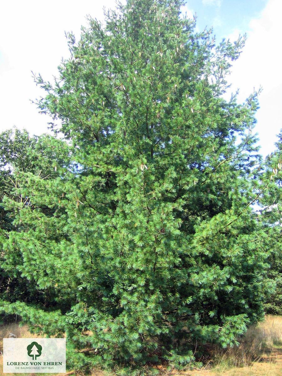 Pinus peuce