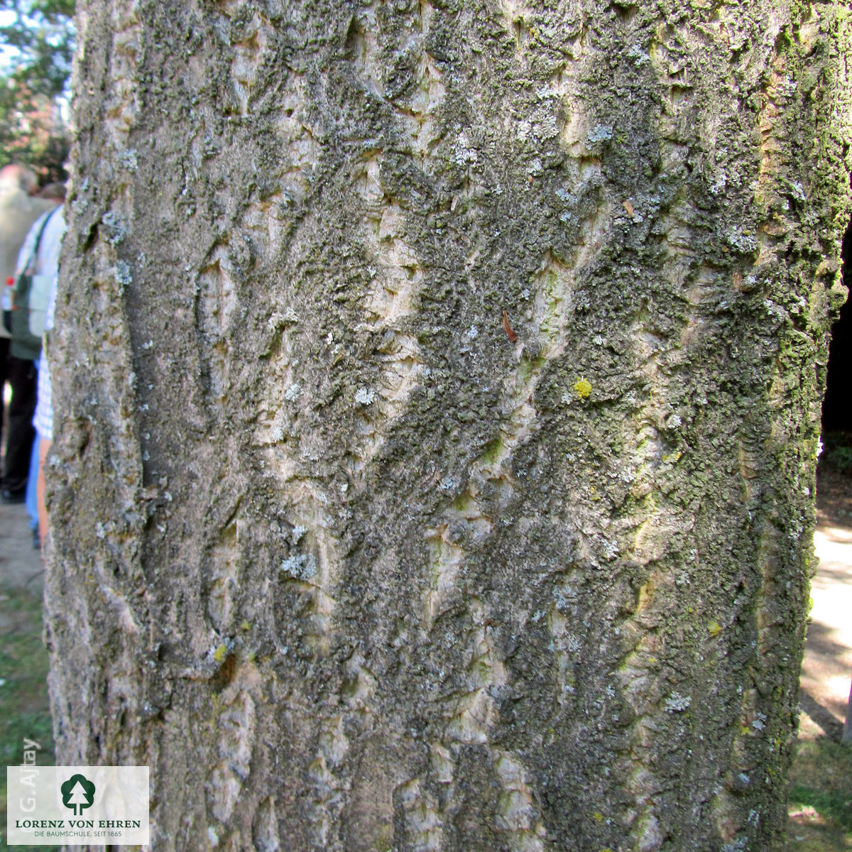 Phellodendron amurense