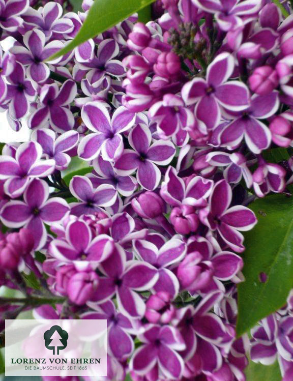 Syringa vulgaris 'Sensation'