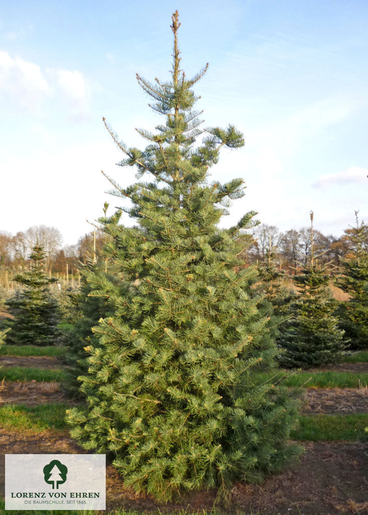 Abies concolor