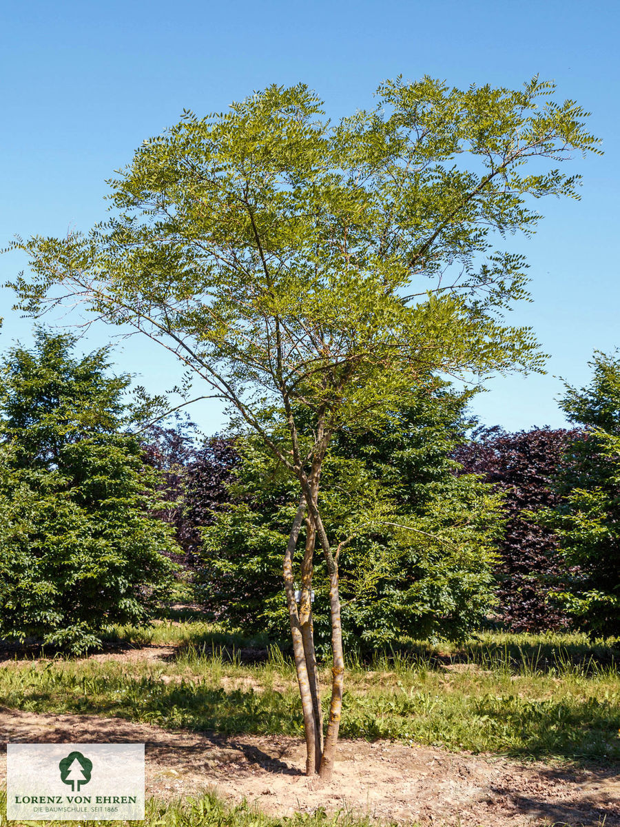 Mehrstämmiger sommergrüner Schnurbaum