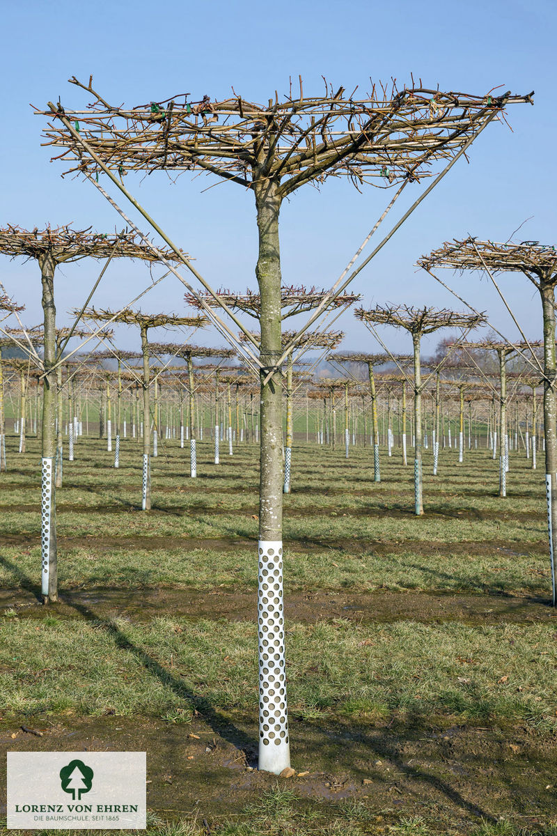 Tilia europaea 'Pallida'