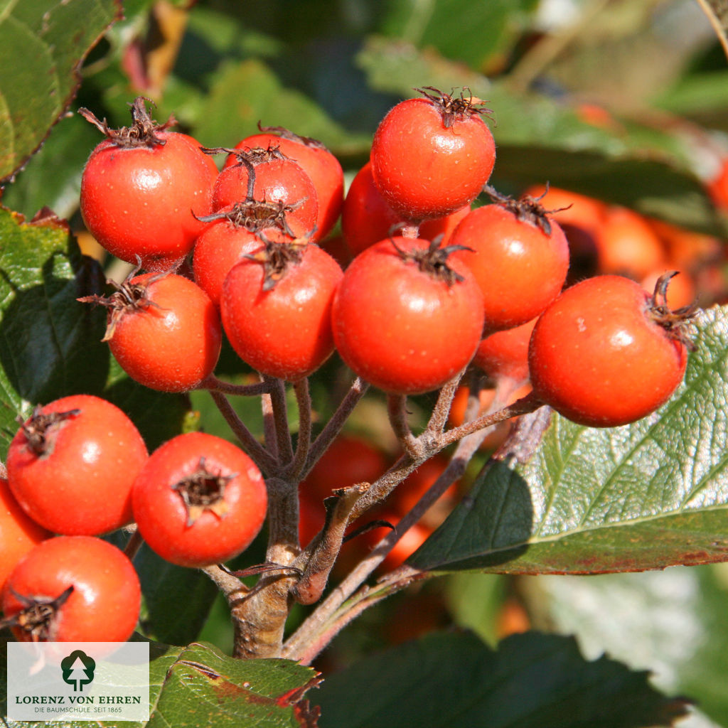 Crataegus lavallei 'Carrierei'