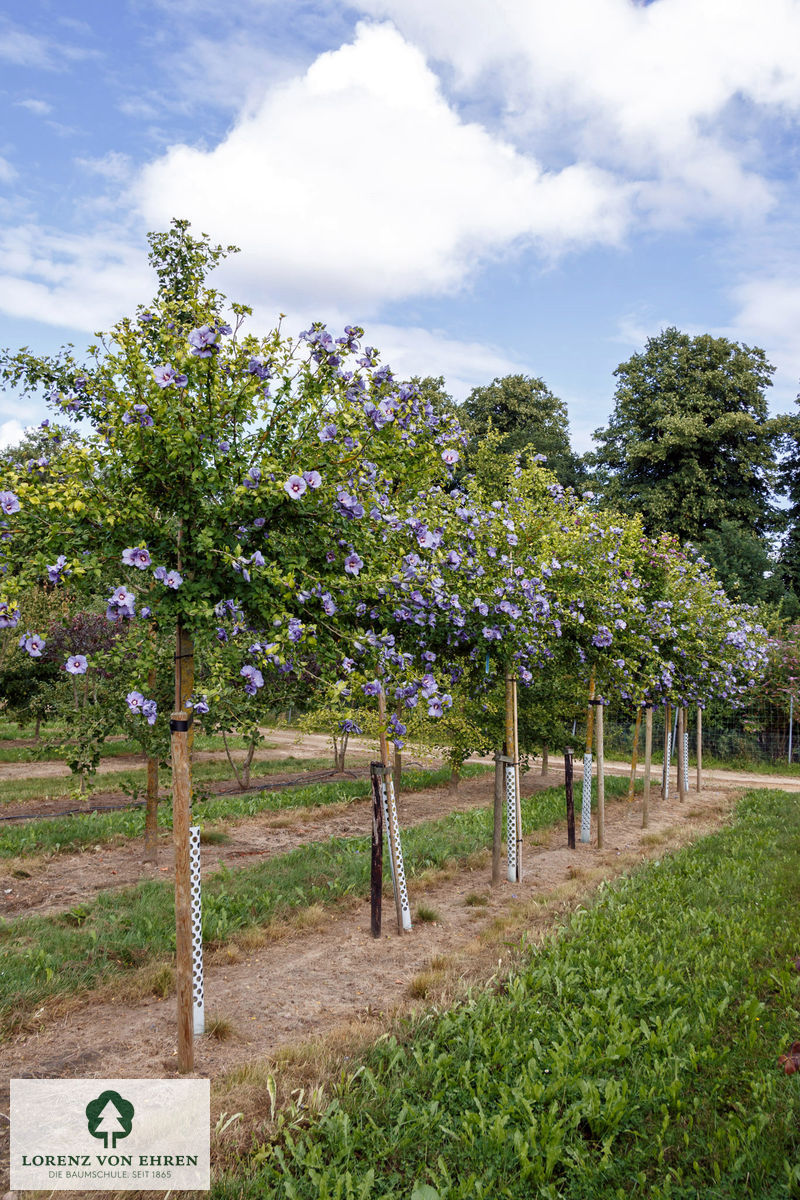 Hibiscus syriacus \'Oiseau Bleu\' Baumschule LvE 