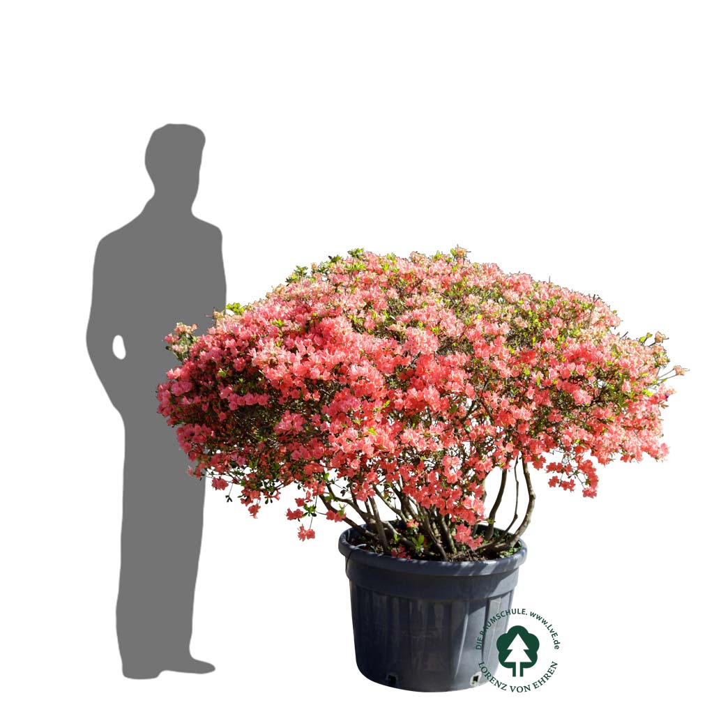 Azalea 'Orange Beauty'