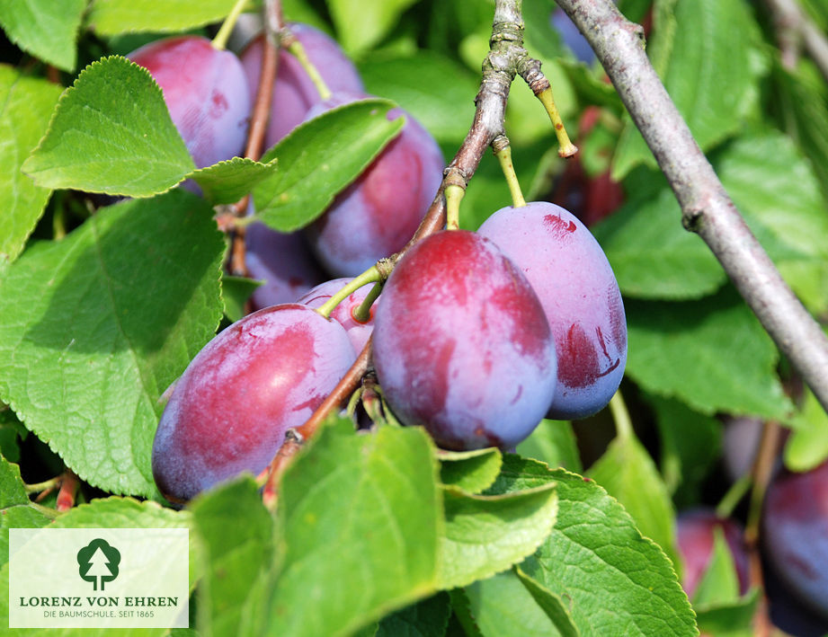 Prunus domestica 'Hauszwetsche'