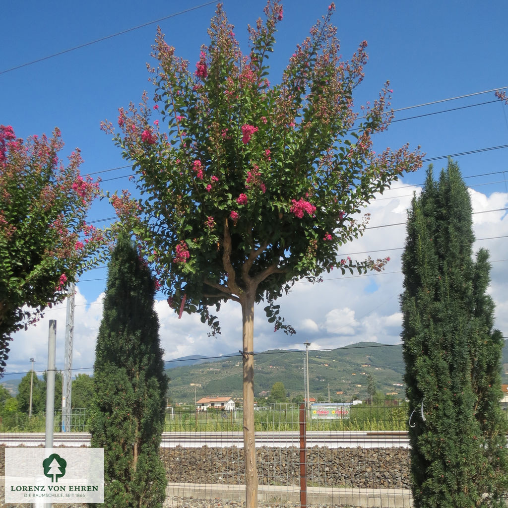 Lagerstroemia indica in Farben rot, rosa, weiß, lila