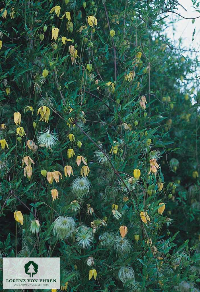 Clematis tangutica