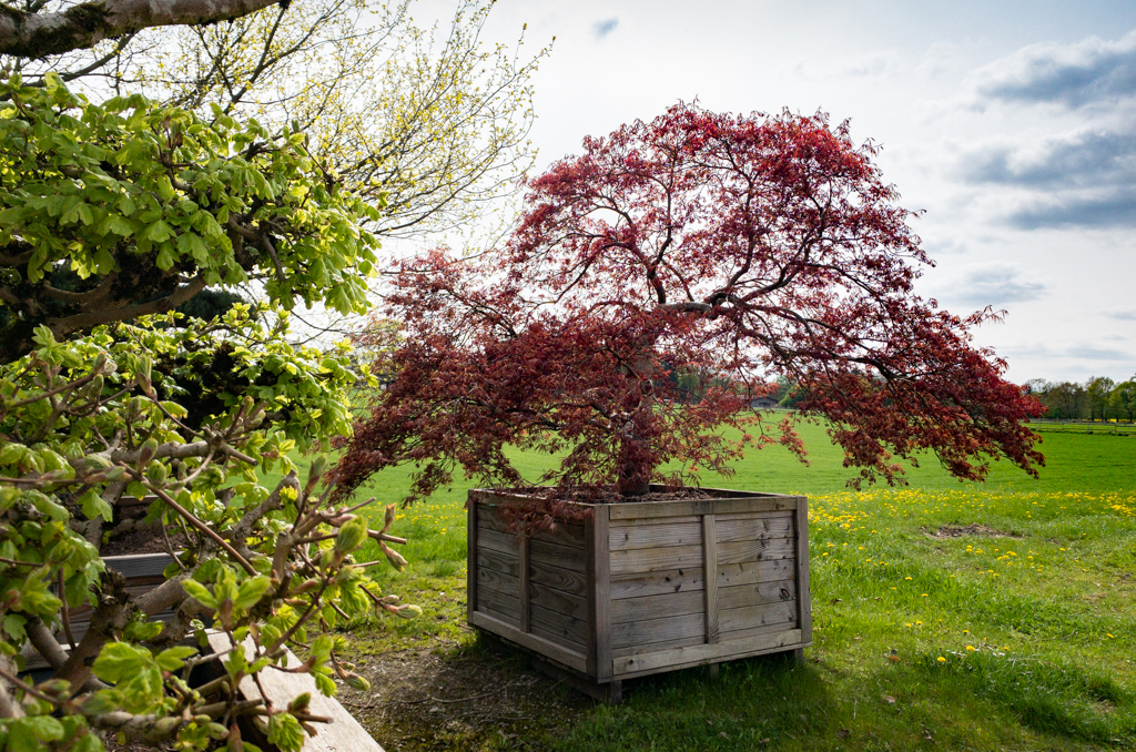 Acer plamatum 'Dissectum Garnet' Rotlaubiger Ahornbusch