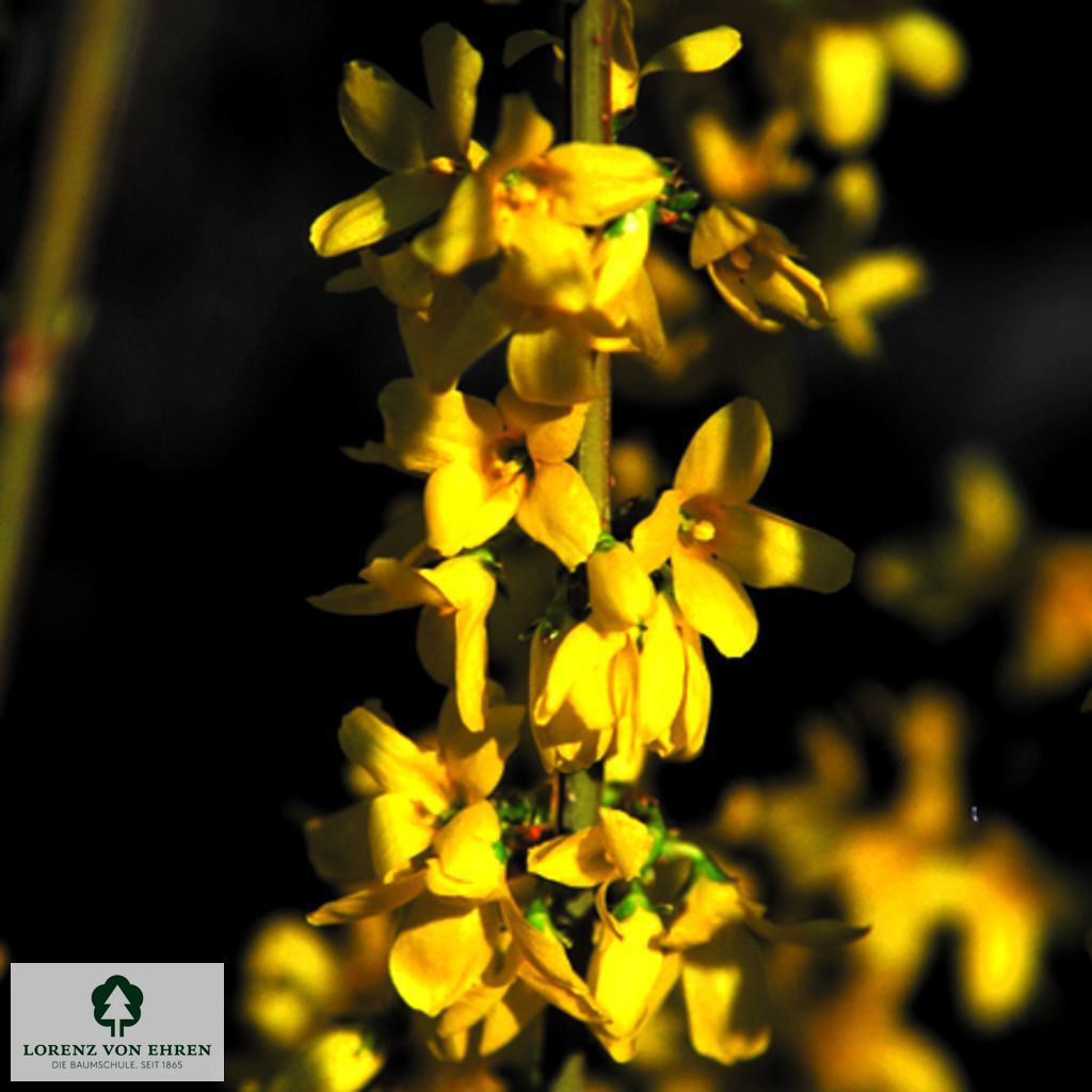 Forsythia 'Week End'