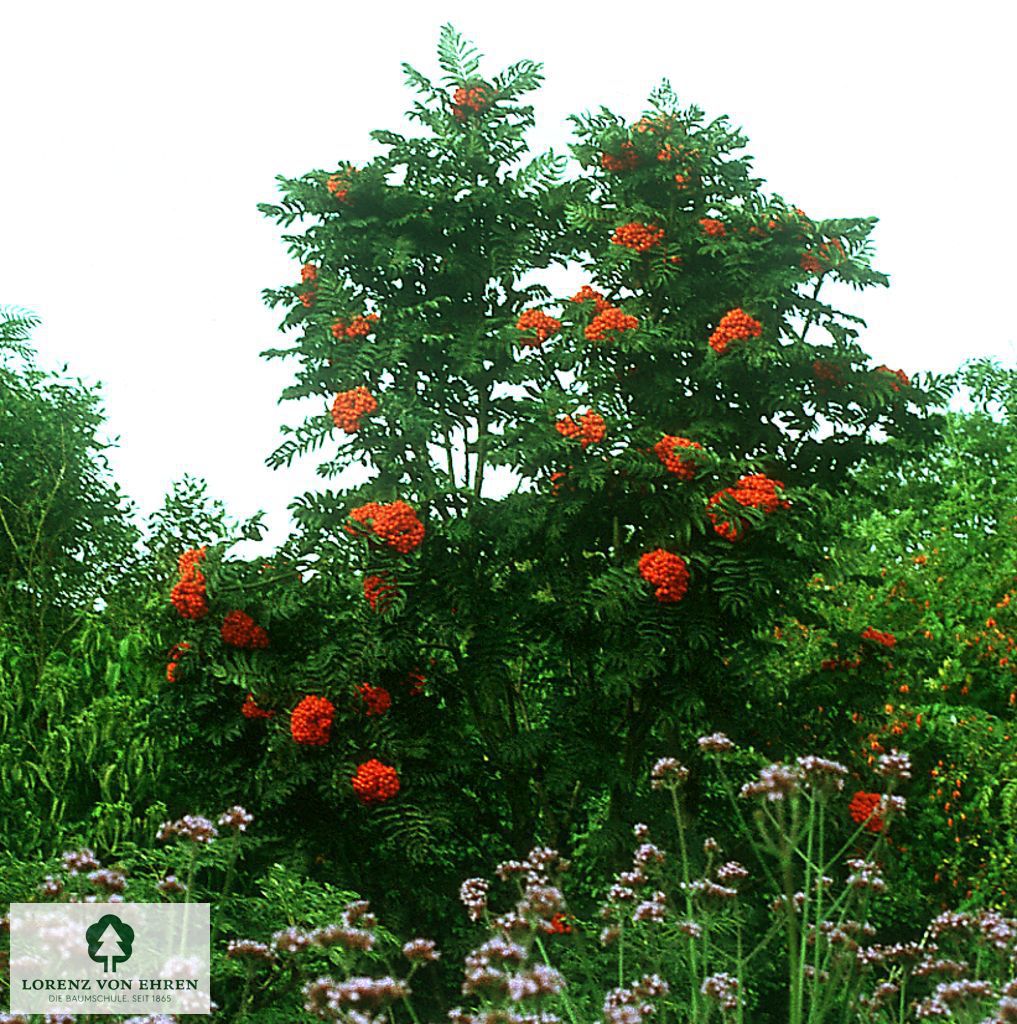 Sorbus aucuparia 'Fastigiata'