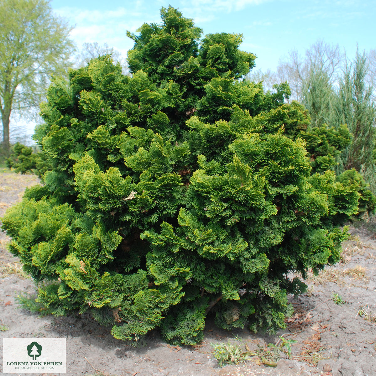 Chamaecyparis obtusa 'Nana Gracilis'