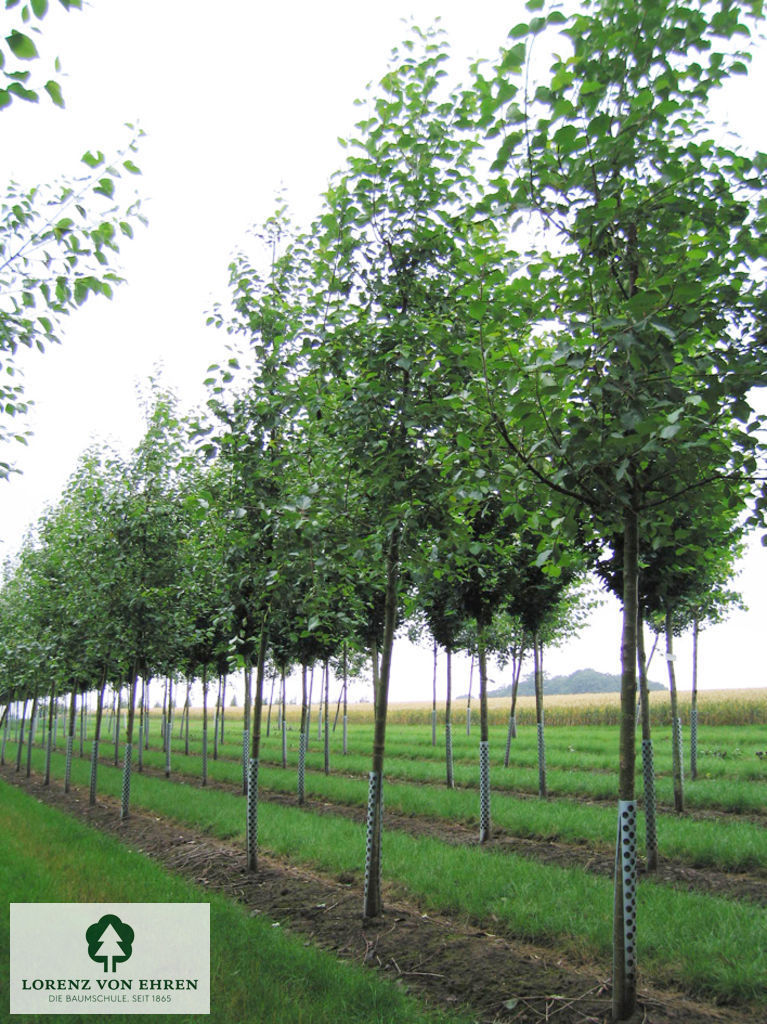 Populus simonii