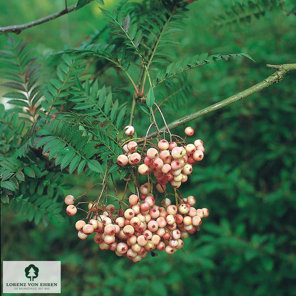 Sorbus vilmorinii