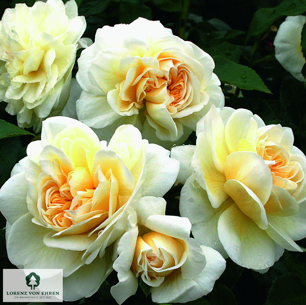 Rosa 'Lady Romantica'