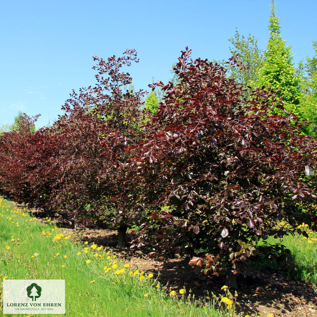 Fagus sylvatica 'Riversii'