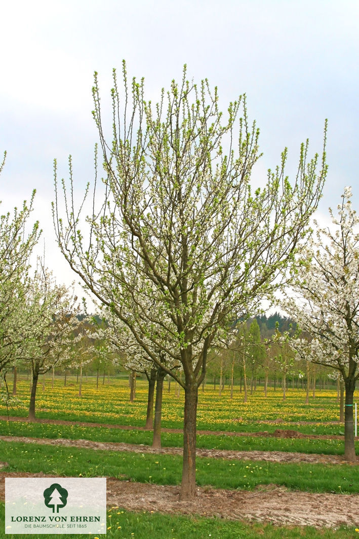 Prunus domestica 'Oullins Reneklode'