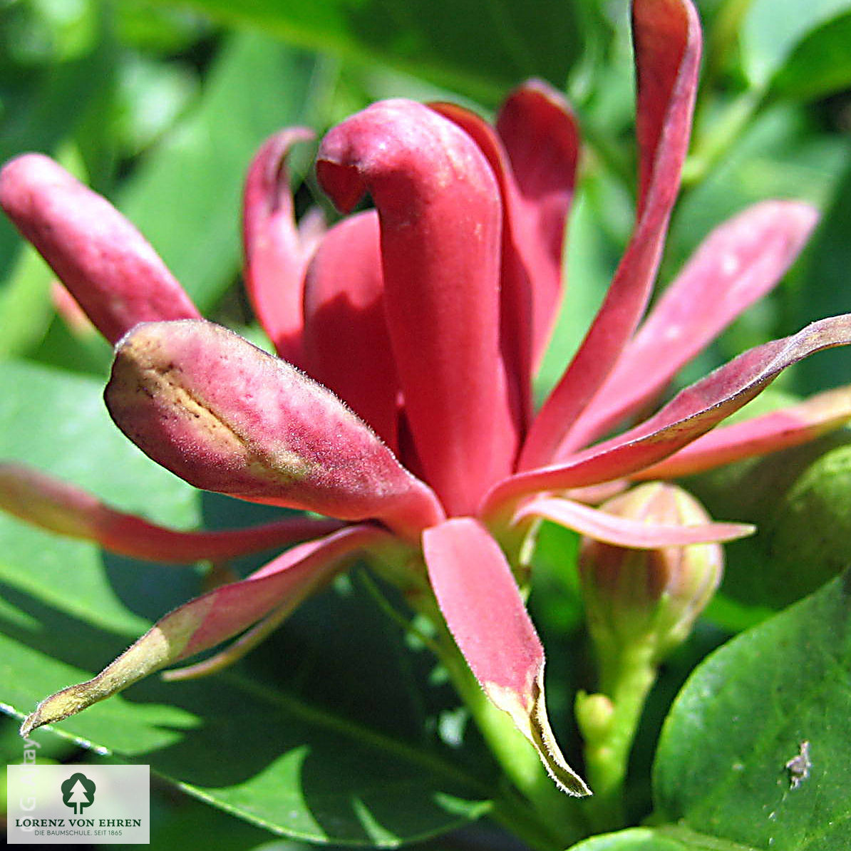 Calycanthus floridus