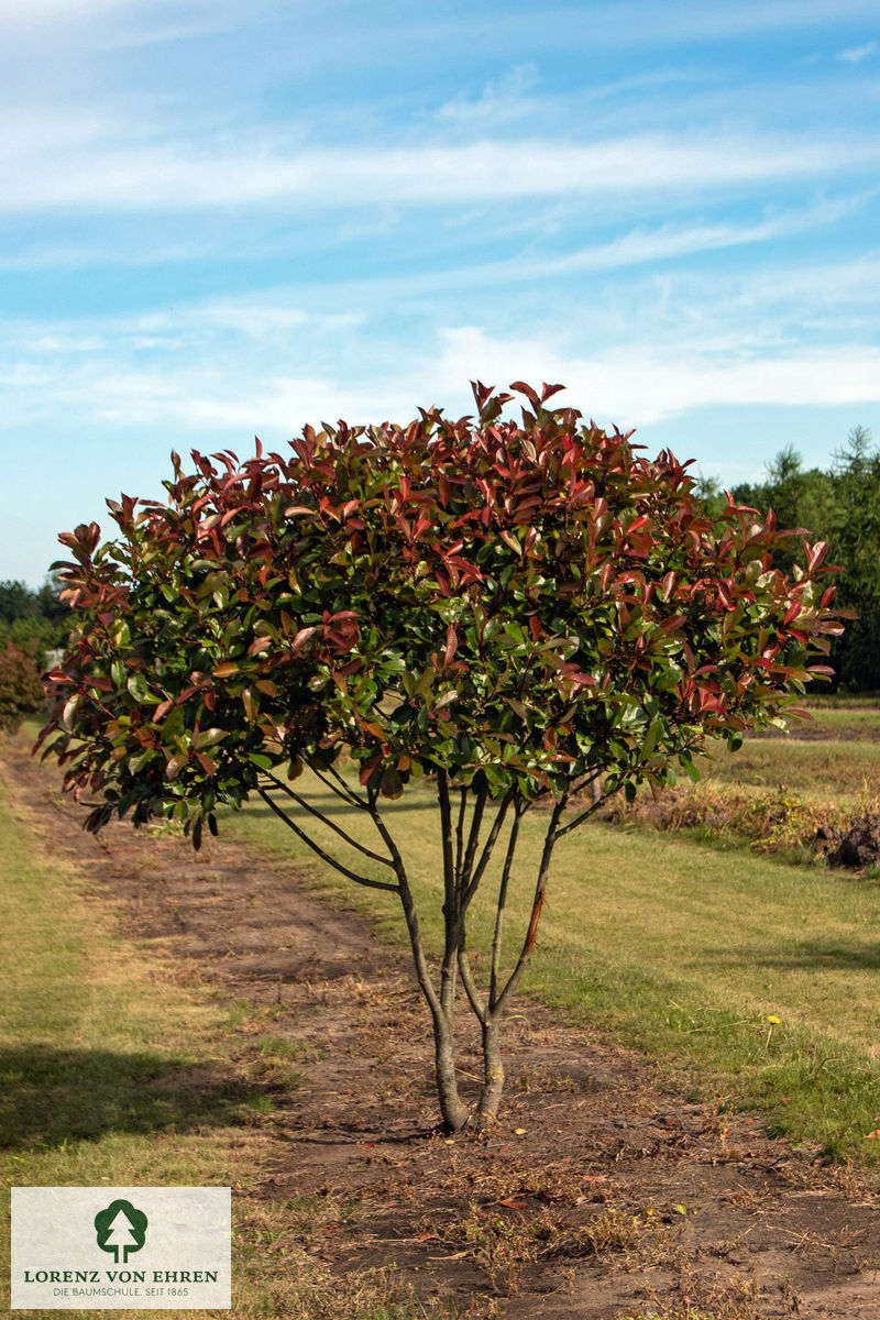 Photinia fraseri 'Red Robin'