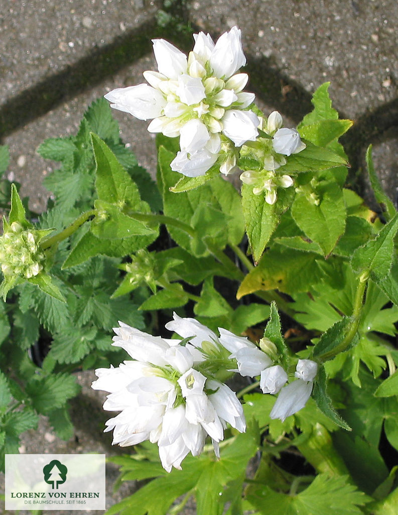 Campanula glomerata 'Alba'