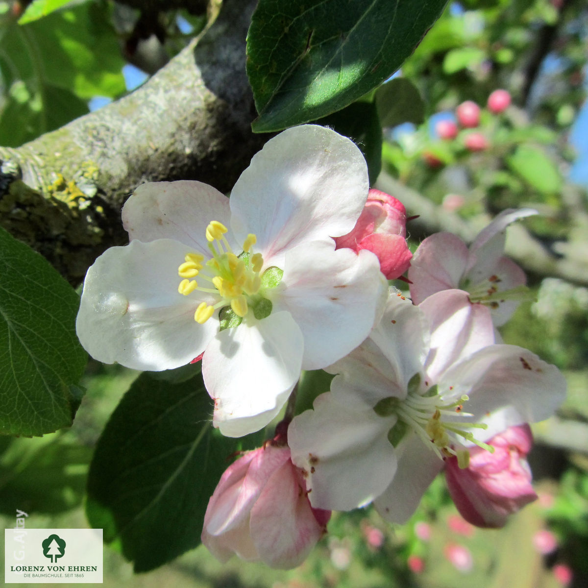 Malus 'Butterball'