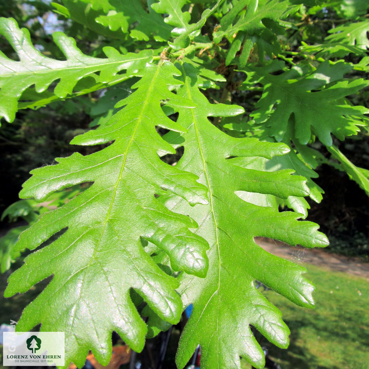 Quercus frainetto