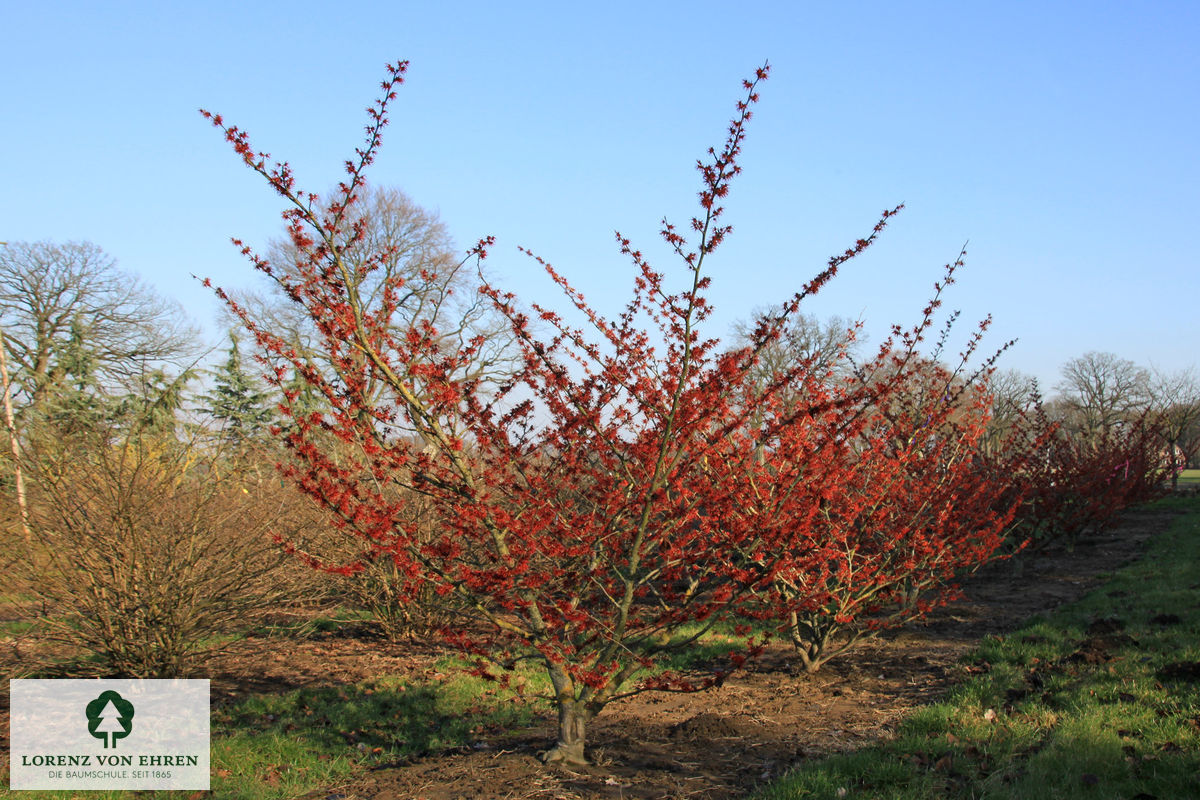 Hamamelis intermedia 'Rubin'