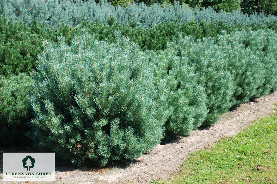 Pinus sylvestris 'Watereri'