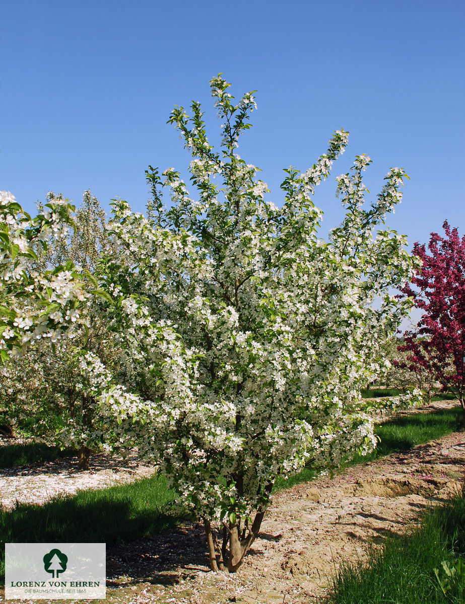 Malus 'Red Jewel'