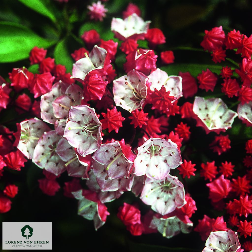 Kalmia latifolia 'Nipmuck'