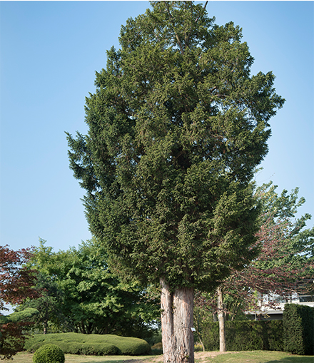 Ein alter, großer Eibenbaum