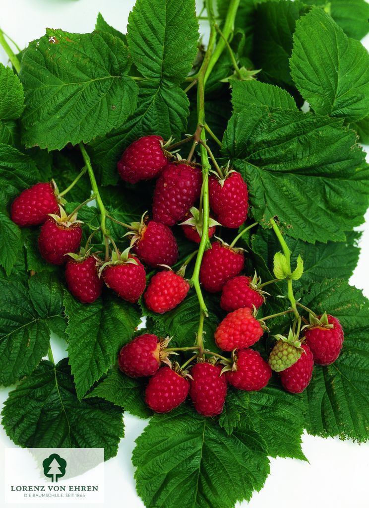 Rubus idaeus 'Preußen II'