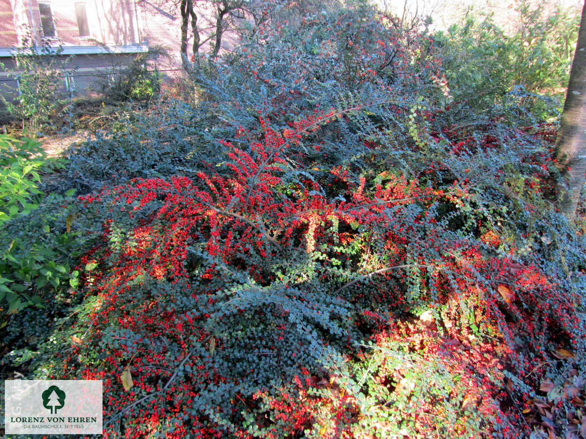 Cotoneaster horizontalis