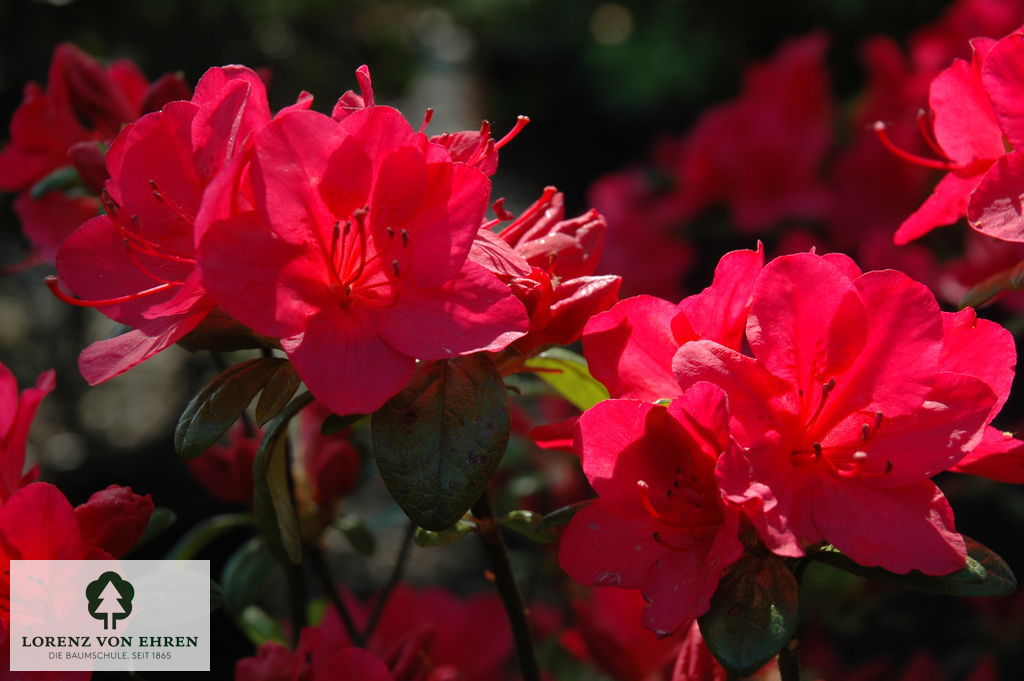 Rhododendron Japanische Azalee 'Allotria'