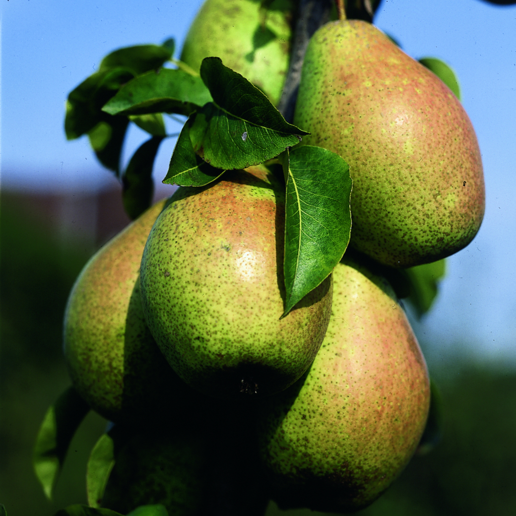 Pyrus communis Gute Luise von Avranches Die Frucht der Birne Pyrus communis Gute Luise von Avranches