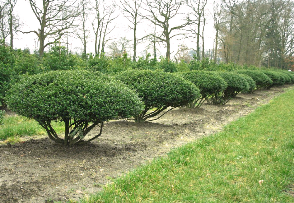 Ilex als Schirme geschnitten