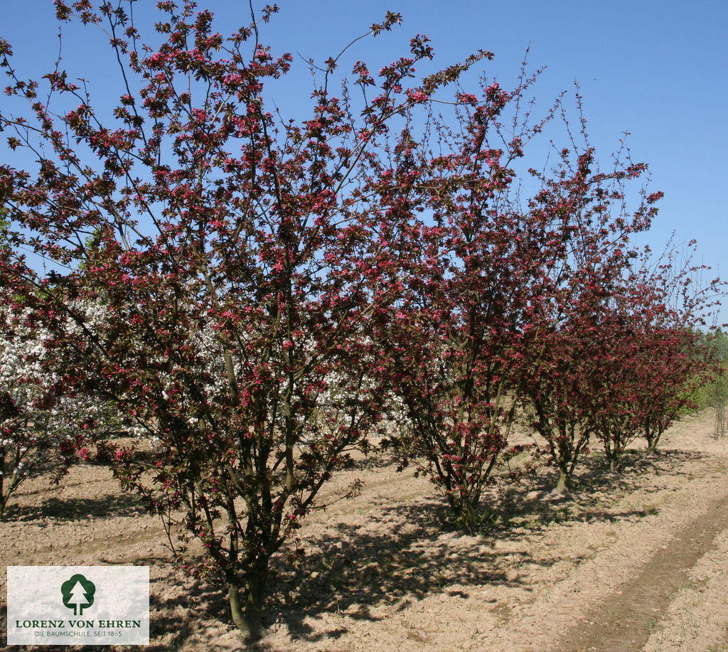 Malus 'Eleyi'