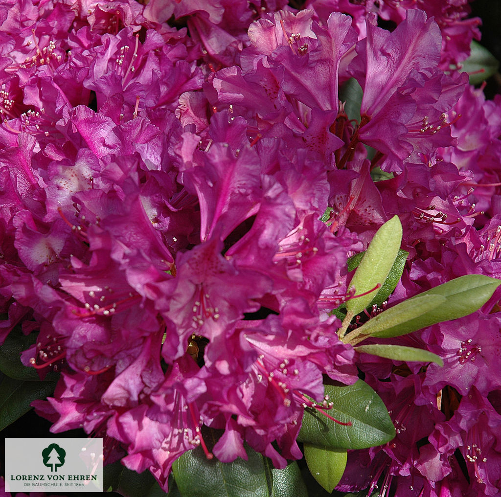 Rhododendron Hybride 'Tonika'